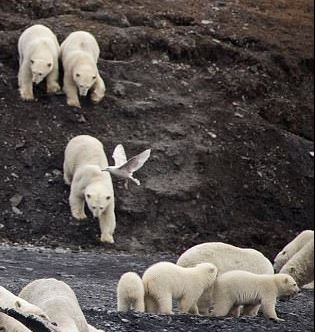 Wrangel Island triplets perhaps Daily Mail 22 Nov 2017 closeup