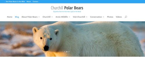 Churchill Polar Bears dot org_header