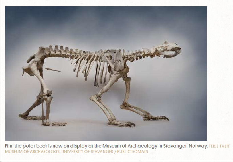 Finn the ice age polar bear skeleton_U Stavanger_photo 2