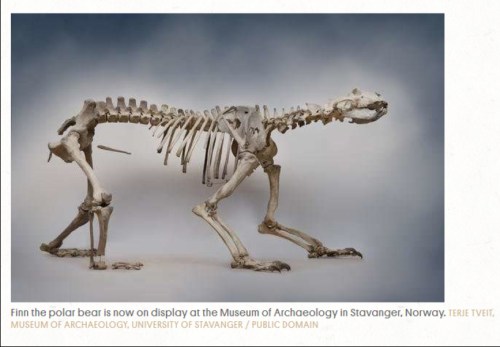 Finn the ice age polar bear skeleton_U Stavanger_photo 2