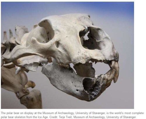Finn the ice age polar bear skeleton_U Stavanger_skull from press release