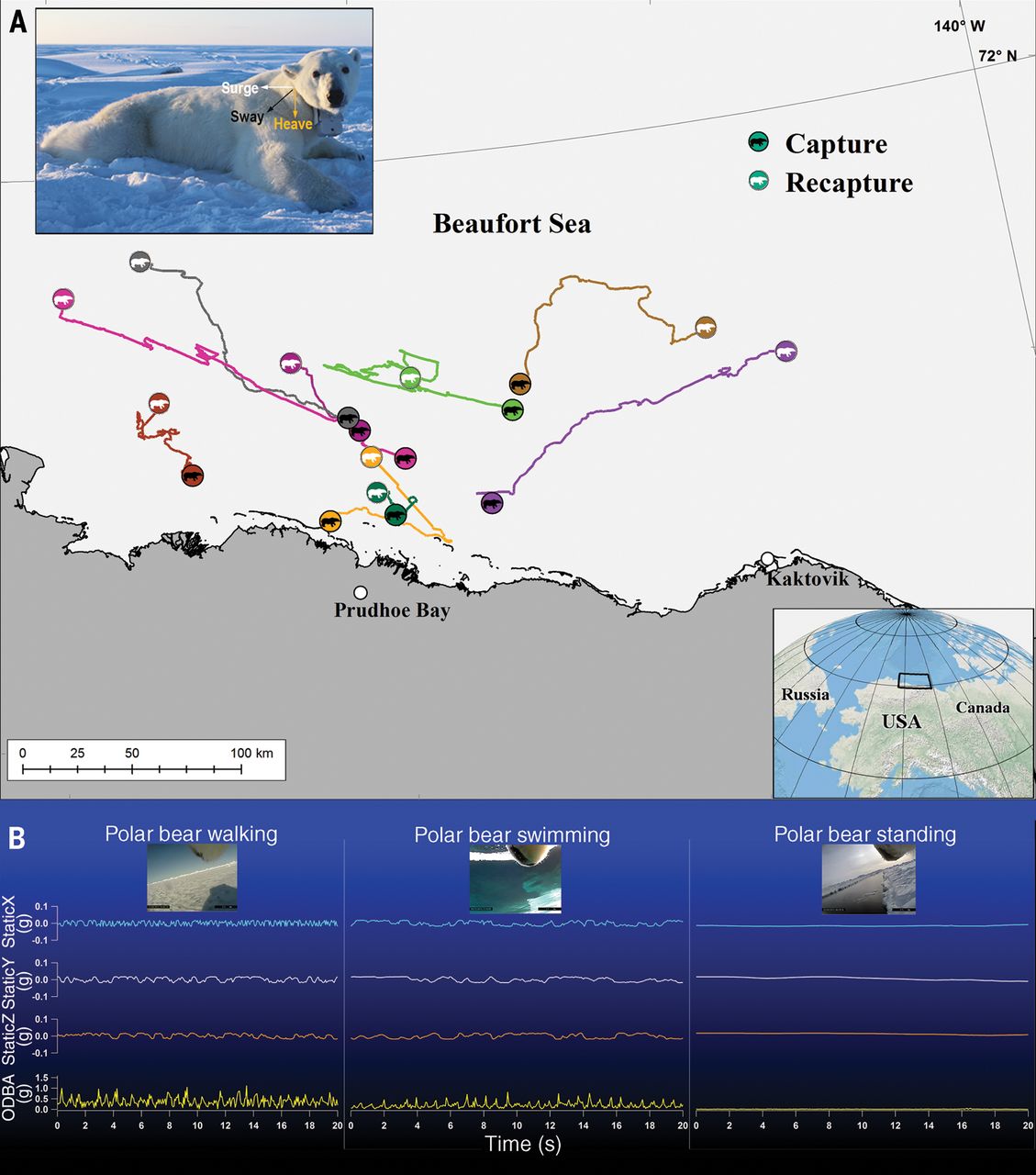 Pagano et al. 2018 polar bear fat and energy fig 1
