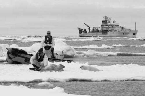 Ribbon seal tagging_Bering Sea_NMML_NOAA_April 2014
