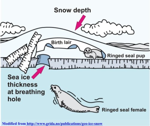 Ringed seal lair_snow and ice thickness_PolarBearScience_sm