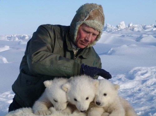 Amstrup w triplet_Prudhoe Bay 2005_USGS_sm