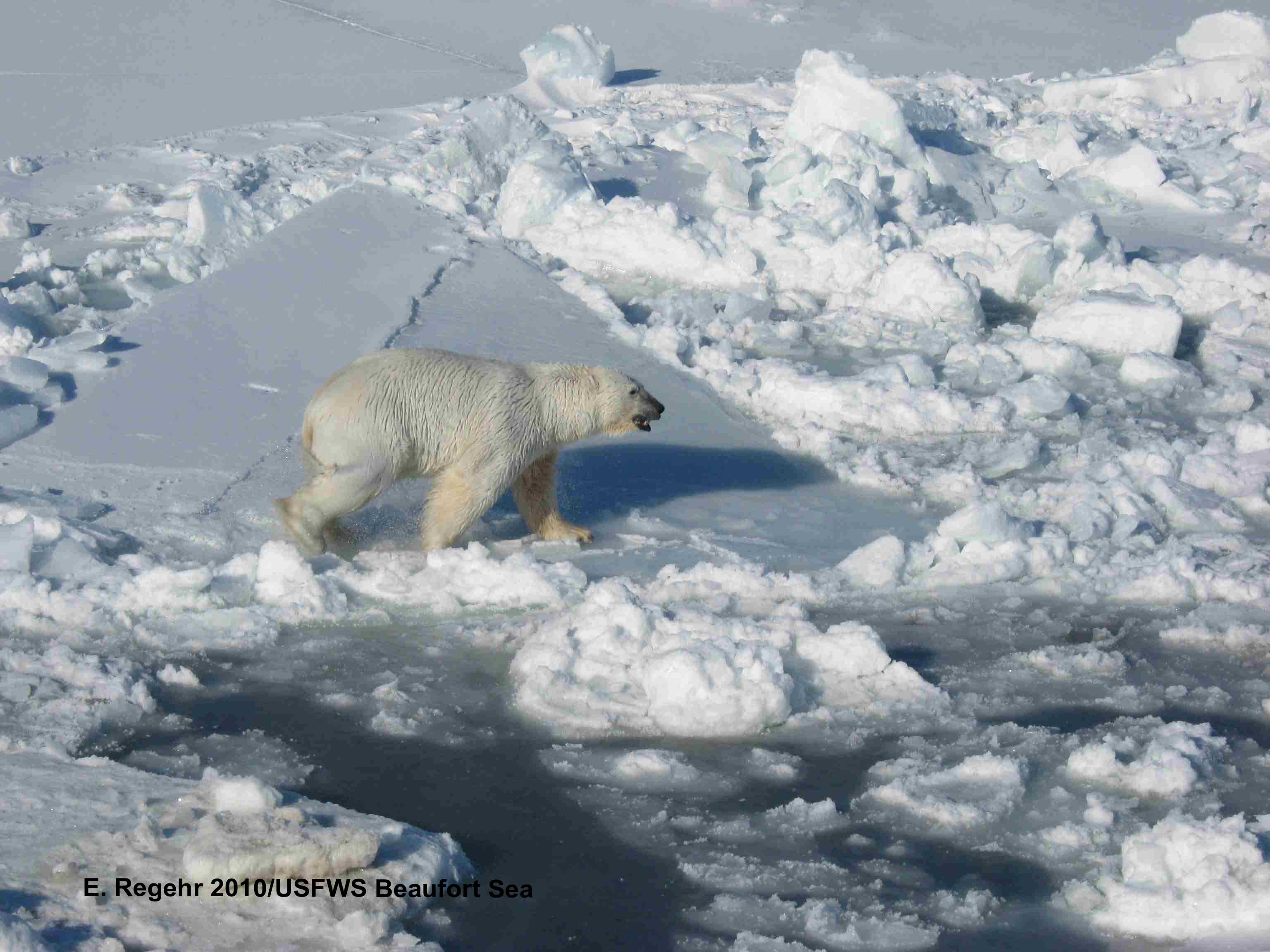 PB_male on ice_Regehr USFWS_March 2010_labeled