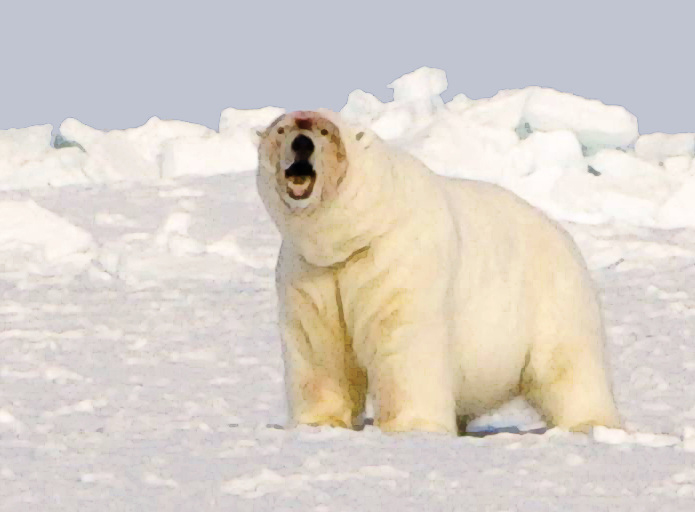polar_bear_USFWS_fat Chukchi Sea bear