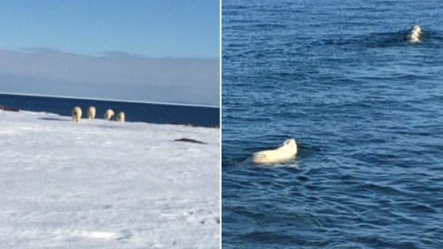 Red Bay Labrador polar-bears 8 March 2018_Vicki Hancock photo_CBC 9 March 2018