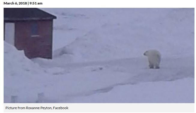 Saint Lunaire Griquet Newfoundland polar bear_VOCM news_6 March 2018