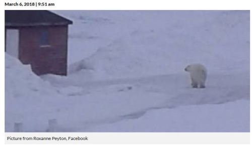 Saint Lunaire Griquet Newfoundland polar bear_VOCM news_6 March 2018