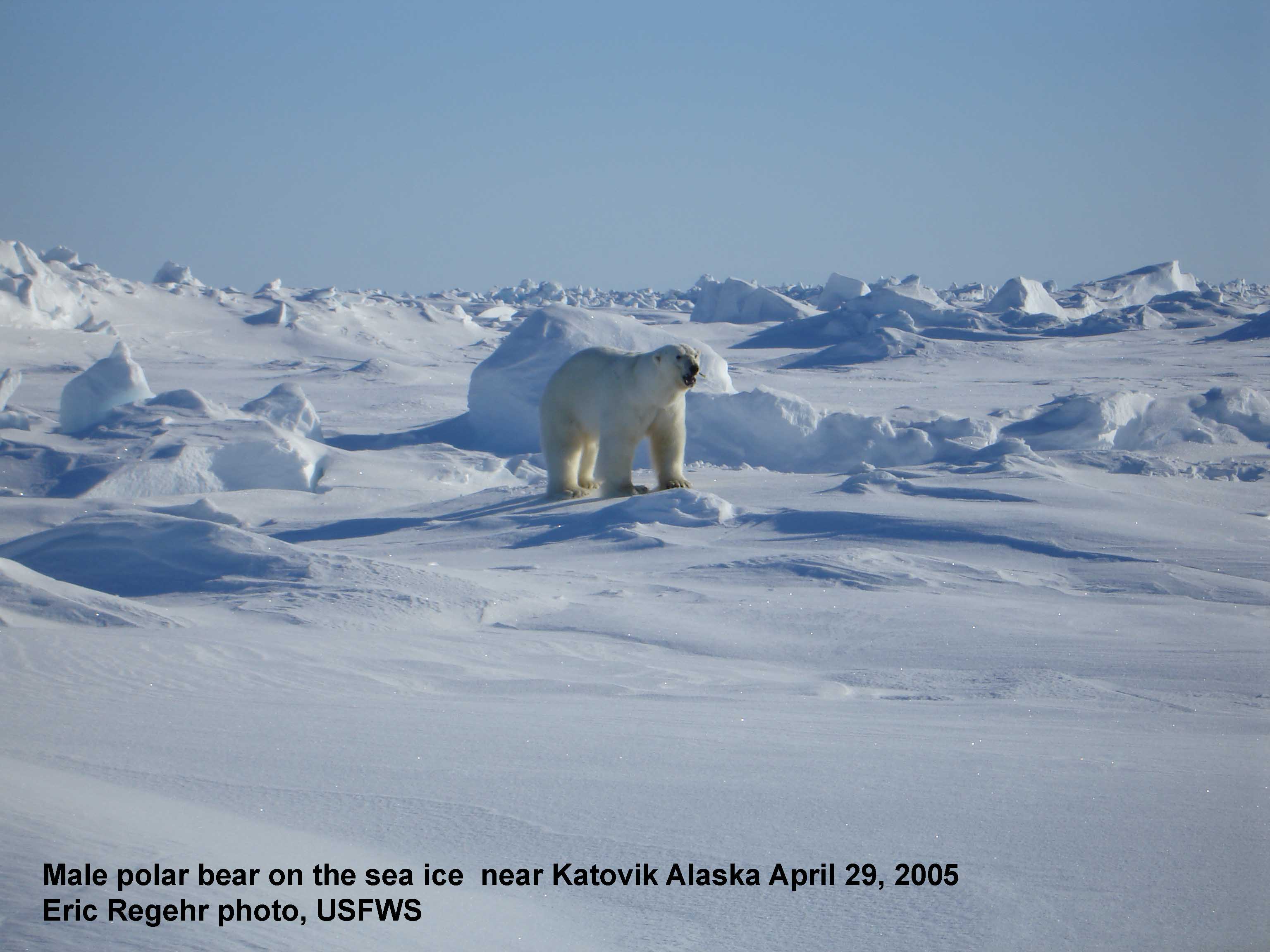 Polar_Bear_male on sea ice_Alaska Katovik Regehr photo_April 29, 2005_sm labeled