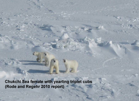 Rode and Regehr 2010_Chukchi_report2010_Fig1_triplets_labelled