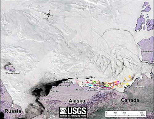 Beaufort tracking USGS bear-movements-April 2018 sm