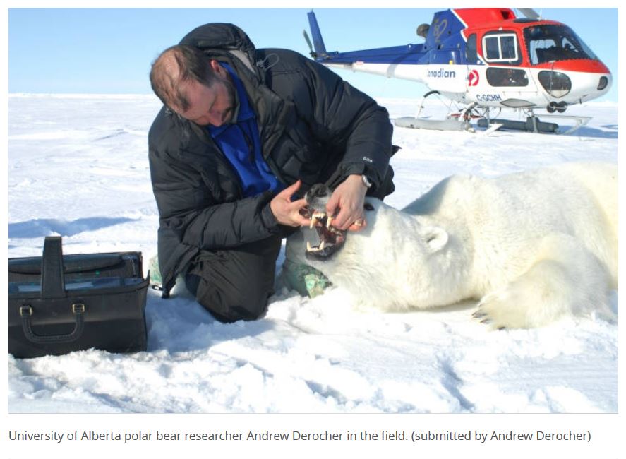 Derocher in the field in WH_CBC story 2016