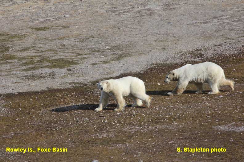 Foxe Basin polar_bears_rowley_island_Stapleton 2012 press photo labeled sm