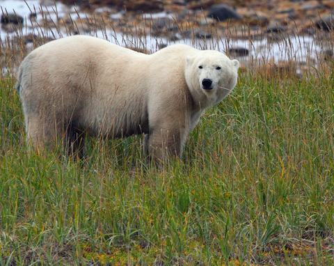 Lunn et al 2016 EA cover image WH bear