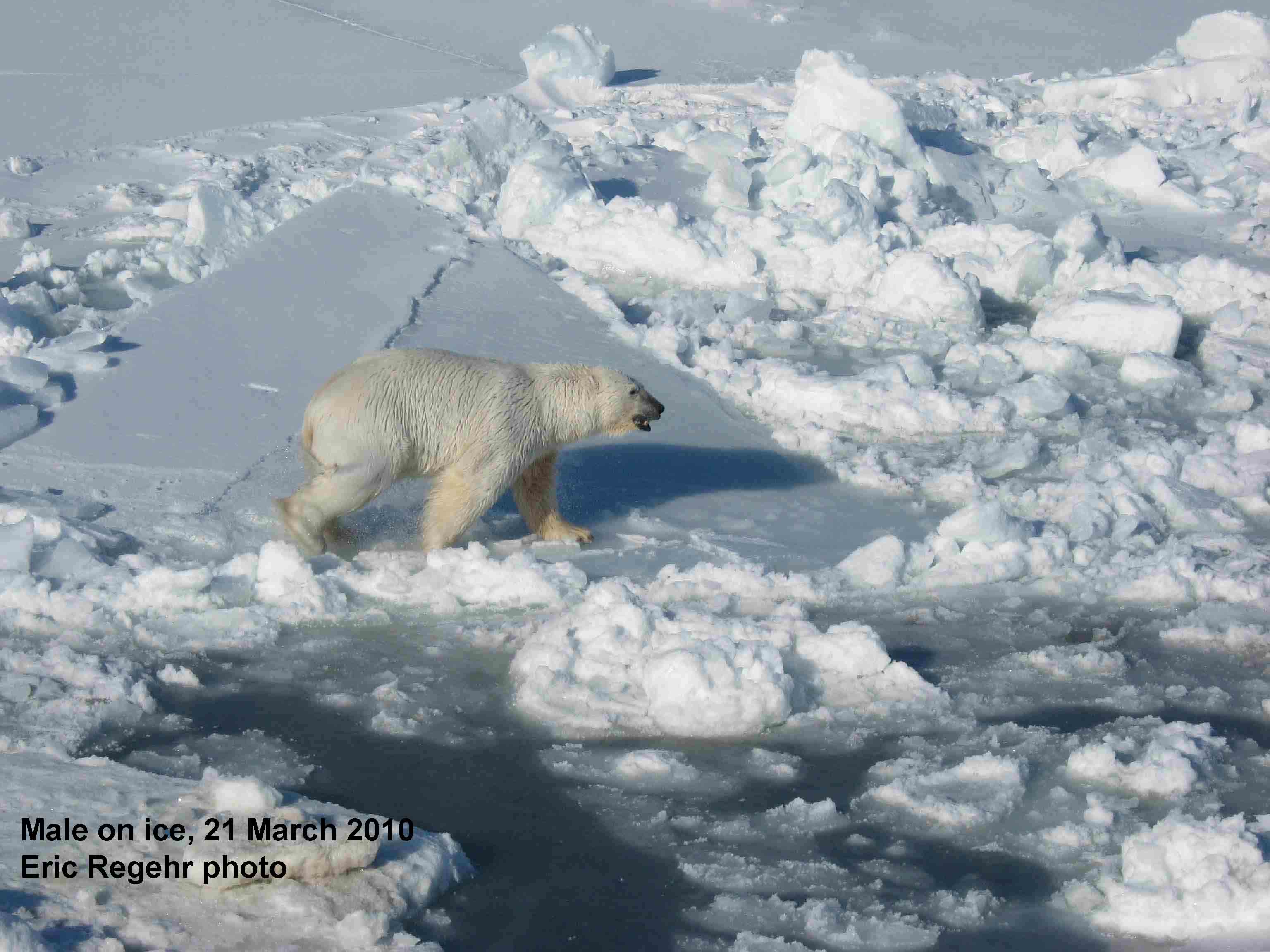 Polar_Bear_male_Regehr photo_March 21 2010_labeled