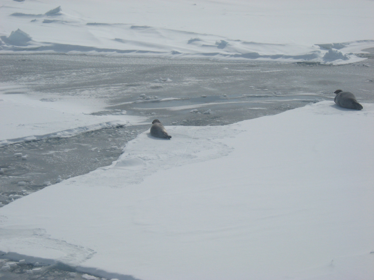 Seal habitat frozen open lead_Beaufort 2008_Miller
