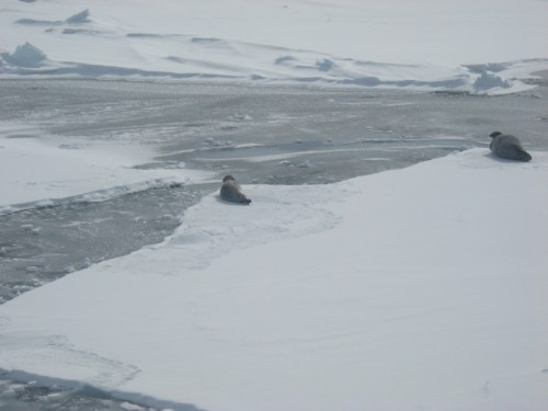 Seal habitat frozen open lead_Beaufort 2008_Miller