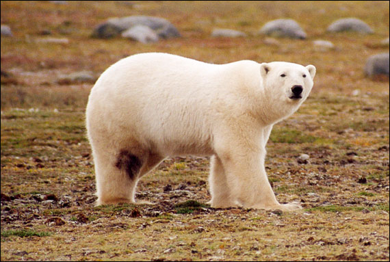 James Bay polar bear_ministry of Ontario_Walton photo
