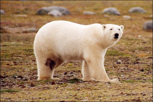 James Bay polar bear_ministry of Ontario_Walton photo