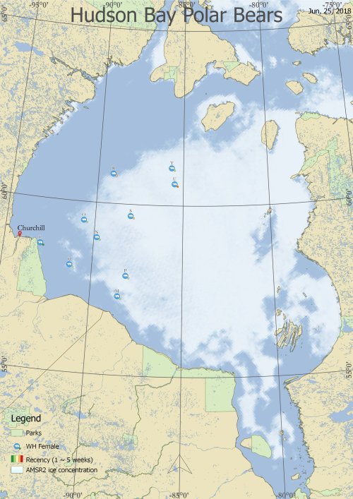 WHB females with collars_25 June 2018_Derocher lab