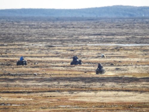 Bear being chased from Arviat airstrip_June 19 2018 Gordy