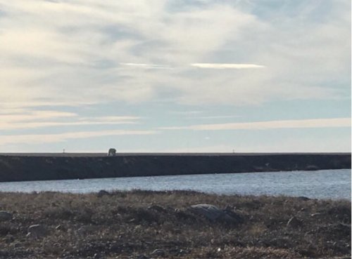 Bear on Arviat airstrip headed north into town before being chased away_June 19 2018 Gordy