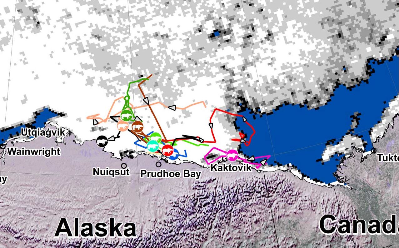 Beaufort tracking USGS bear-movements-June 2018 closeup