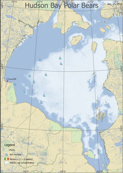 Derocher 25 June 2018 WH collared females on the ice