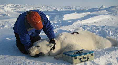 putting_collar_on_polar_bear_slider_USGS