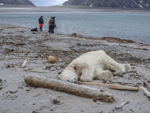 Svalbard dead bear_Gustav Busch Arntsen_Governor of Svalbard_NTB Scanpix via AP 28 July 2018