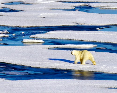 chukchi-sea-polar-bear-arctic_early-august-2018_a-khan-nsidc.jpg