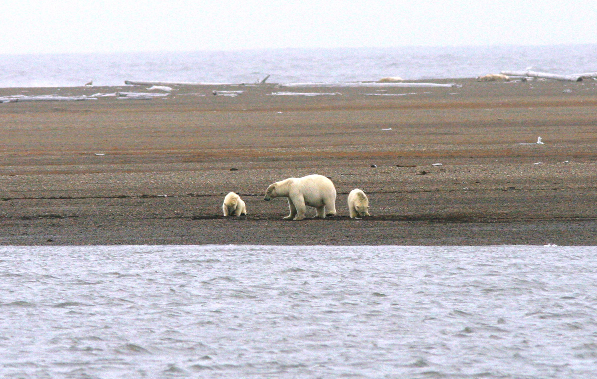 beaufort-bears_-suzanne-miller-usfws-3-af-2c-on-spit-1.jpg