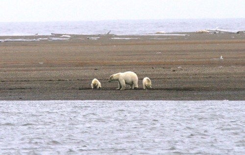 beaufort-bears_-suzanne-miller-usfws-3-af-2c-on-spit-1.jpg