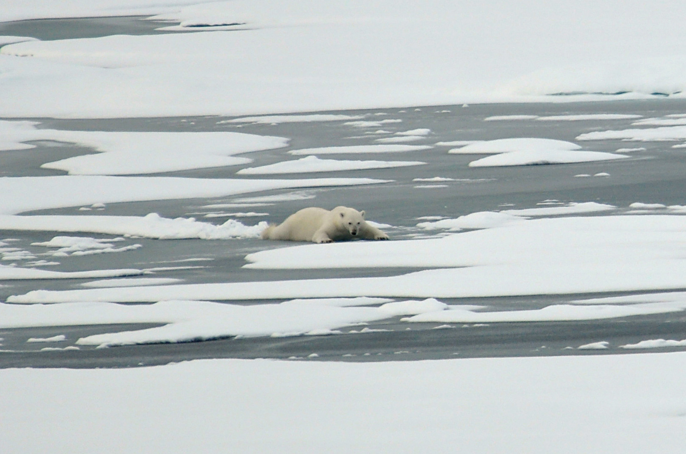 polar-bear-on-thin-ice_21-aug-2009_patrick-kelley-us-coast-guard.jpg