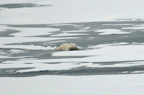 polar-bear-on-thin-ice_21-aug-2009_patrick-kelley-us-coast-guard.jpg