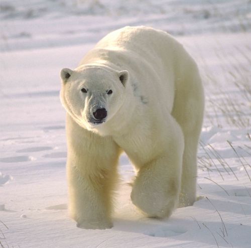 Walking bear_129029633_web size