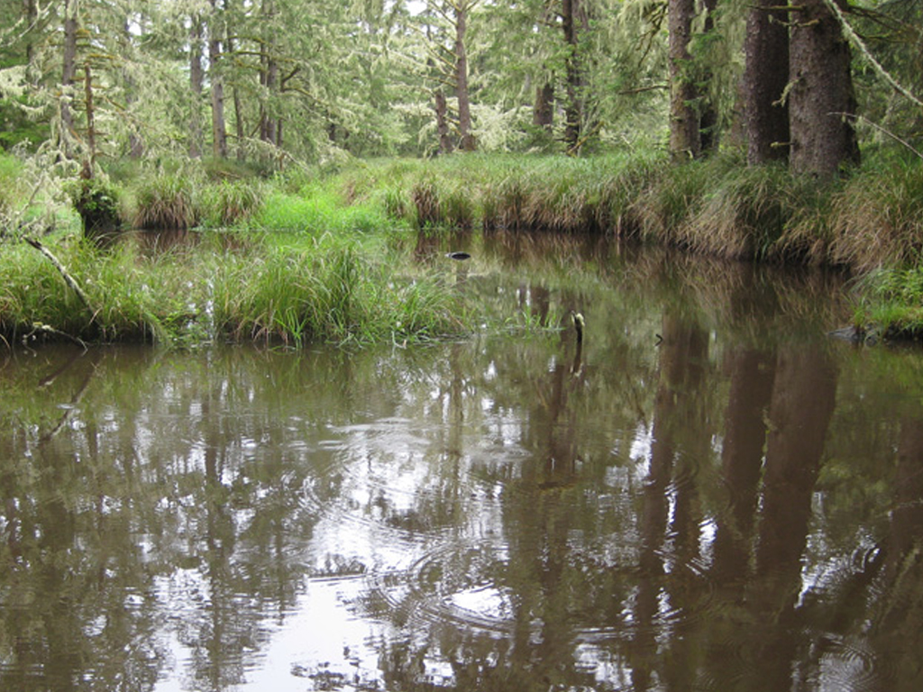 Beaver pond USFWS
