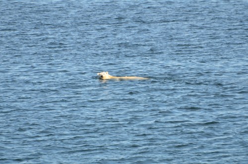 chukchi-bear-swimming-june-15-2014-brian-battaile-dsc_4036_lg.jpg