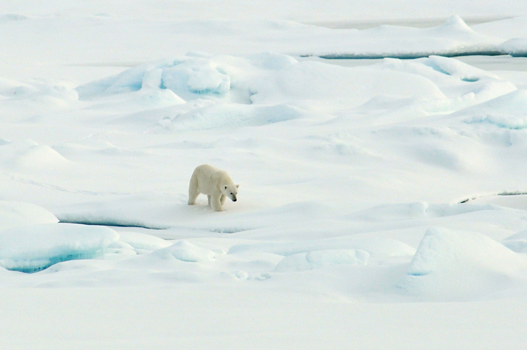 polar-bear-arctic-ice_21-aug-2009_patrick-kelley-us-coast-guard.jpg