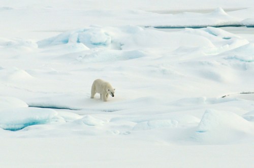 polar-bear-arctic-ice_21-aug-2009_patrick-kelley-us-coast-guard.jpg