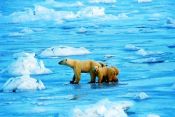Polar bears off Churchill_2000-11-20_wikipedia
