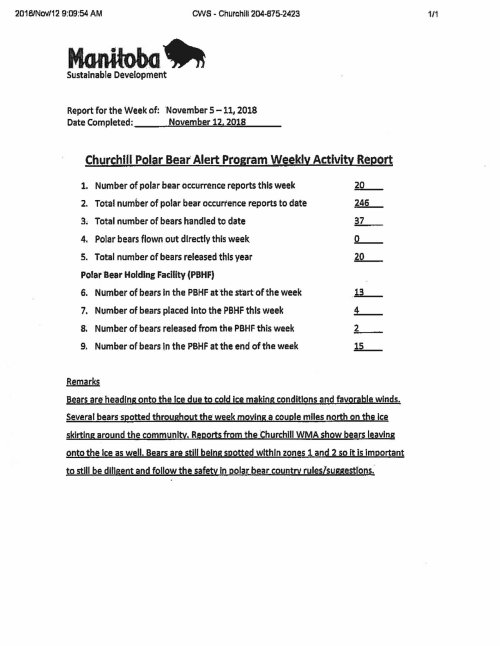 churchill-problem-bears_week-19_2018-nov-5-11.jpg