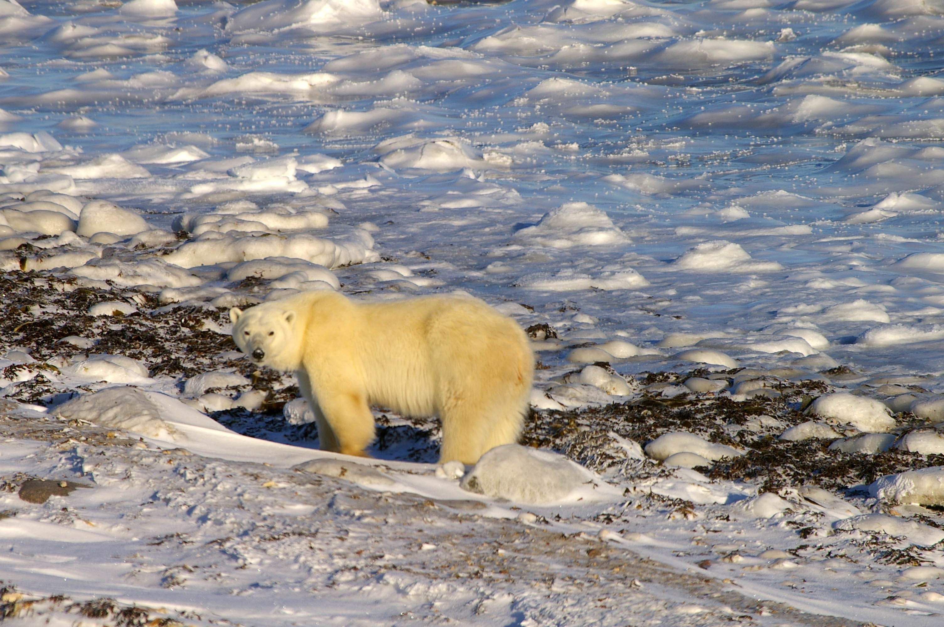 Polar Bear seaweed_Lorraine Brandson Churchill_taken Nov 2012