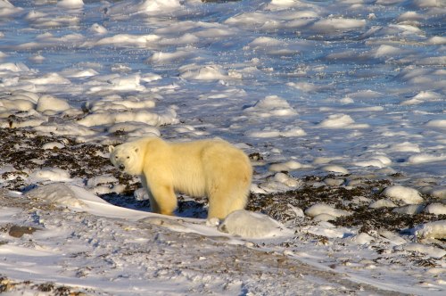 Polar Bear seaweed_Lorraine Brandson Churchill_taken Nov 2012
