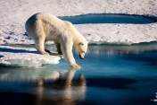 Polar bear tests thin ice_Laidre_UW_no copyright_taken22August2015_sm