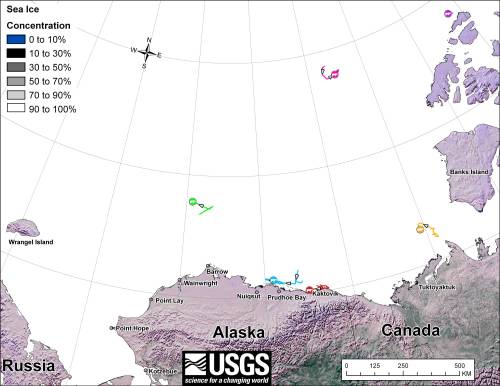 Beaufort tracking USGS bear-movements-December-2012