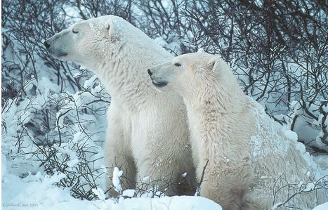 Polar Bears Endangered Endangered Polar Bears |Funny Animal