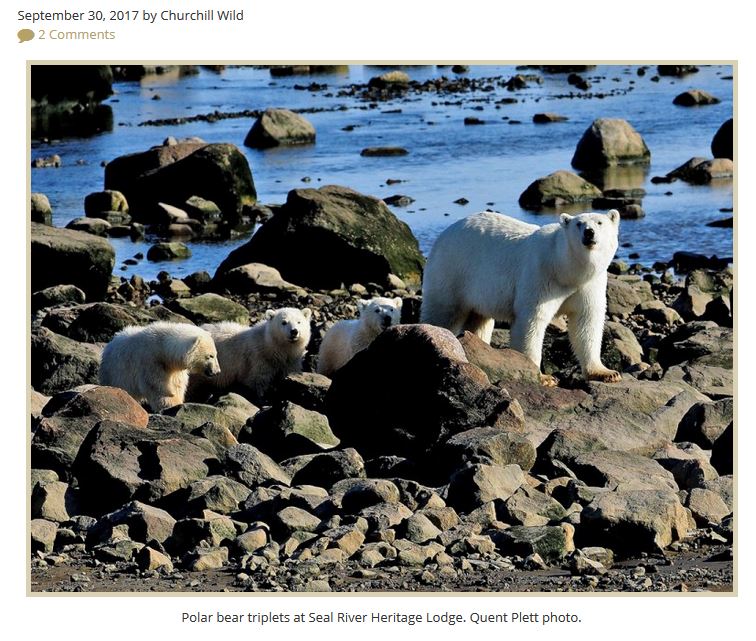 Triplet litter at Seal River Lodge 2017 Quent Plett photo